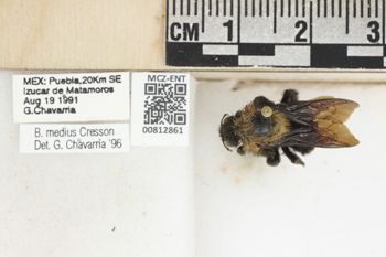 Media type: image;   Entomology 812861 Aspect: labels